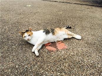 国外玩家呼吁V社分拆 成立DOTA2单独公司